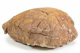 Colorful, Inflated Fossil Tortoise (Stylemys) - South Dakota #301888-3